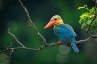 Lednacek gurial - Pelargopsis capensis - Stork-billed Kingfisher 9985